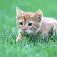 日持ちを考えるならパウチで保存のキャットフードが便利